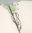 Notizbuch ›Succulents‹