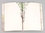 Notizbuch ›Succulents‹
