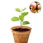 Pflanz-Set ›meinwoody – Wildapfel‹