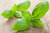 Bio-Saatgut ›basil king of the herbs‹ – Basilikum