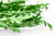 Bio-Saatgut ›rucola rocket‹ – Rucola